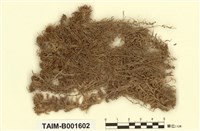 藏品(鏽色泥炭苔)的圖片